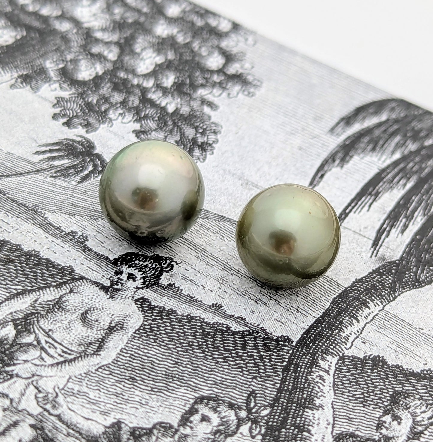 Pistacia Twins