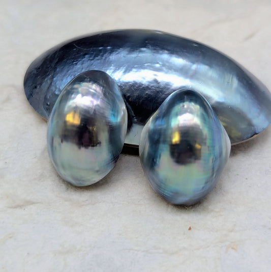 Primo Blue Nautilus Cabochon pairs 11-12 mm