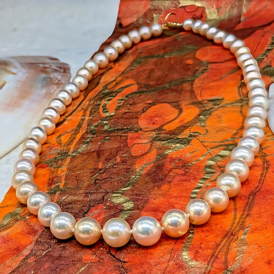 Primo Edison Champagne