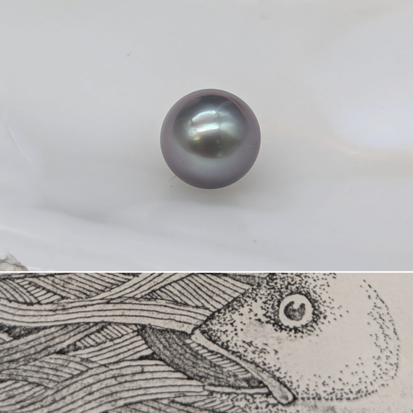 Tiny Tahitian 6.9 mm