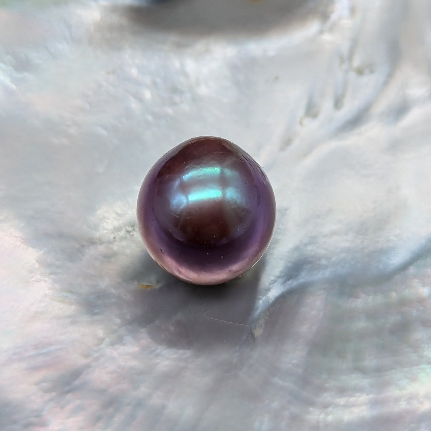 Purple Queen 13.6 mm