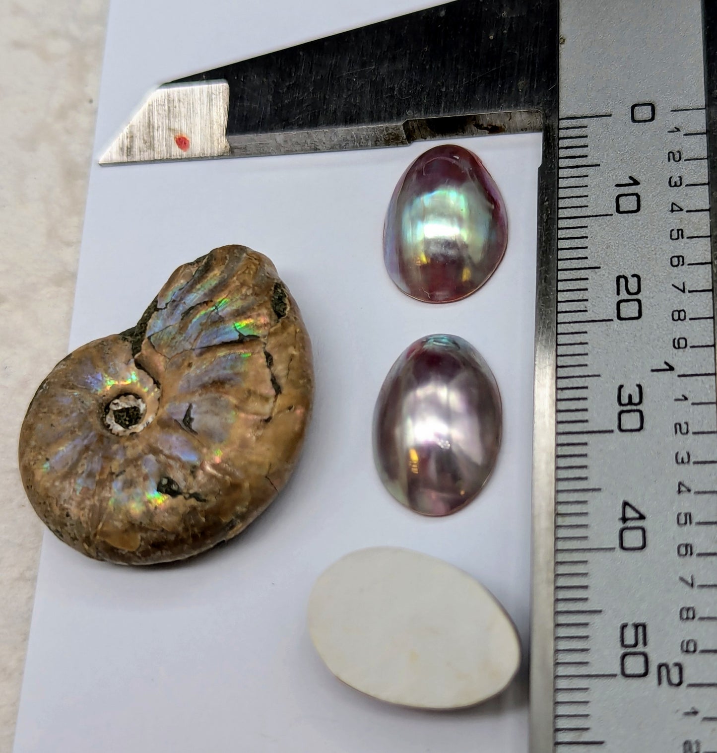 Nautilus primo pink cab trio