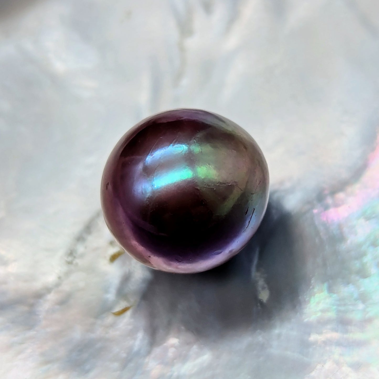 Purple Queen 13.6 mm