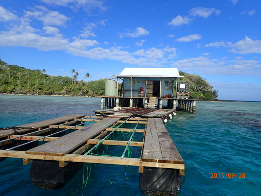 Pearl farming in the attols of French Polynesia