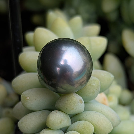 Tahitian Peacock 15.2 mm