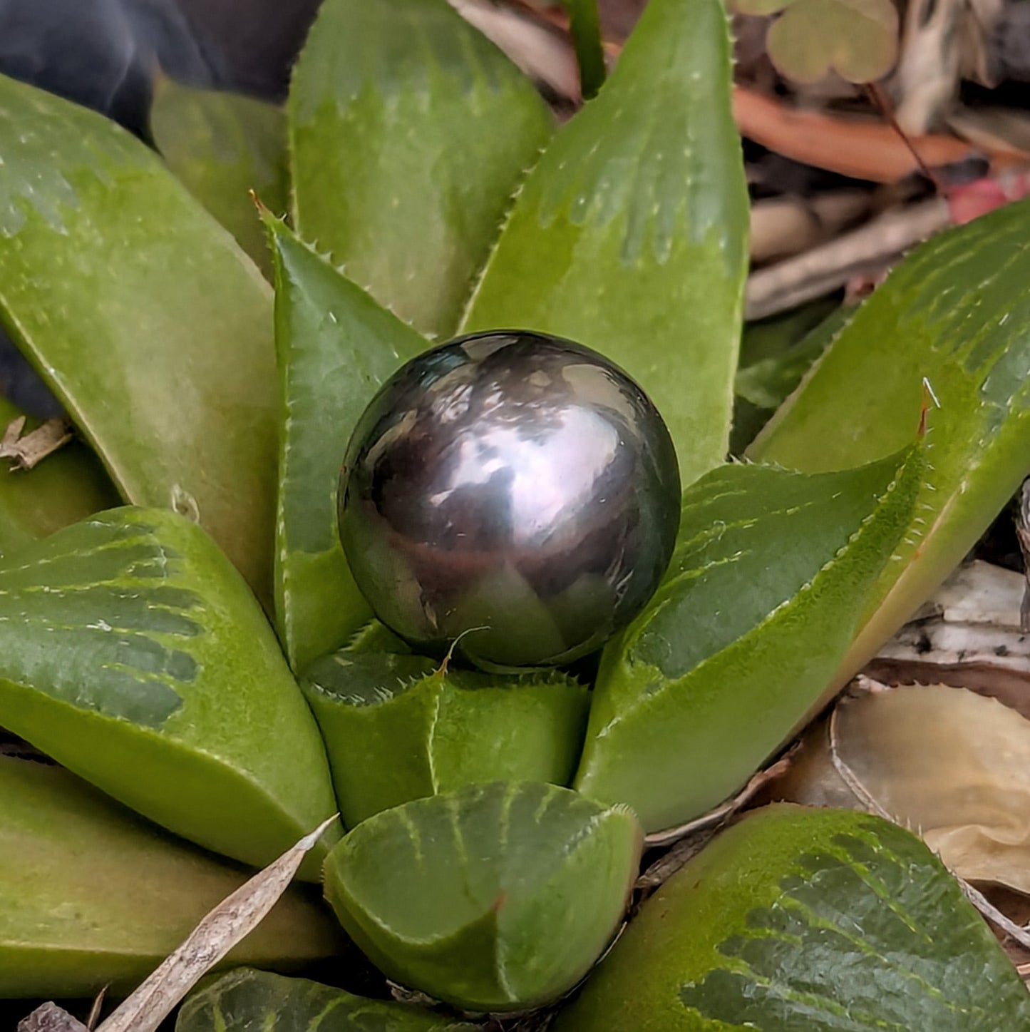 Tahitian Peacock 15.2 mm