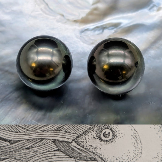 Charcoal AAA 13.5 mm