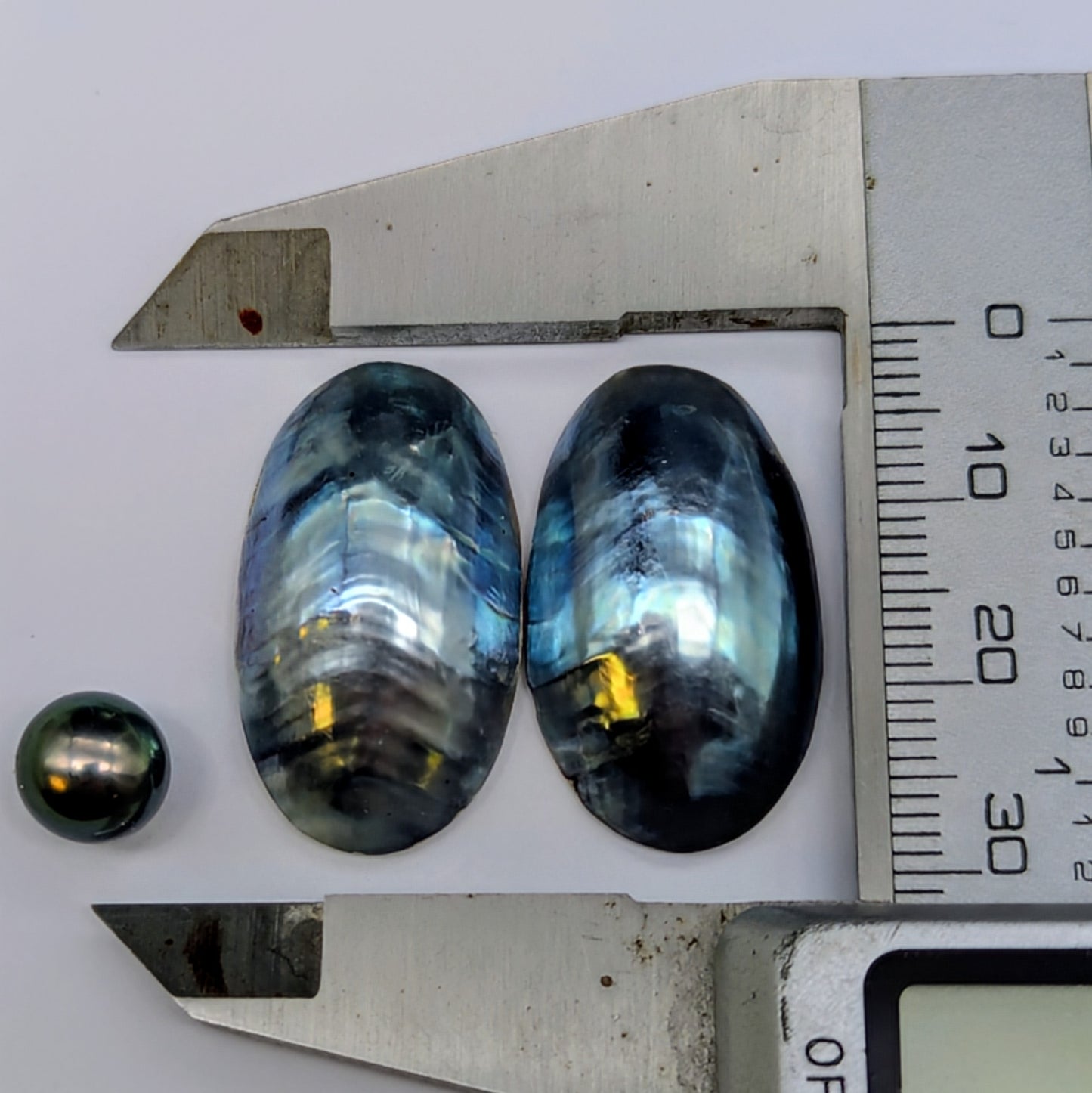 Zebra Blue Nautilus Cabochon Pair  17 mm