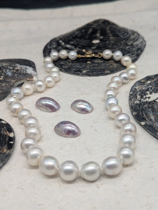 South Sea Baroque Delish