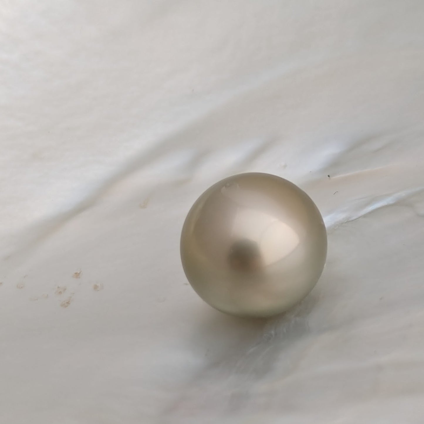 Tahitian Champagne Gold 12 mm AAA