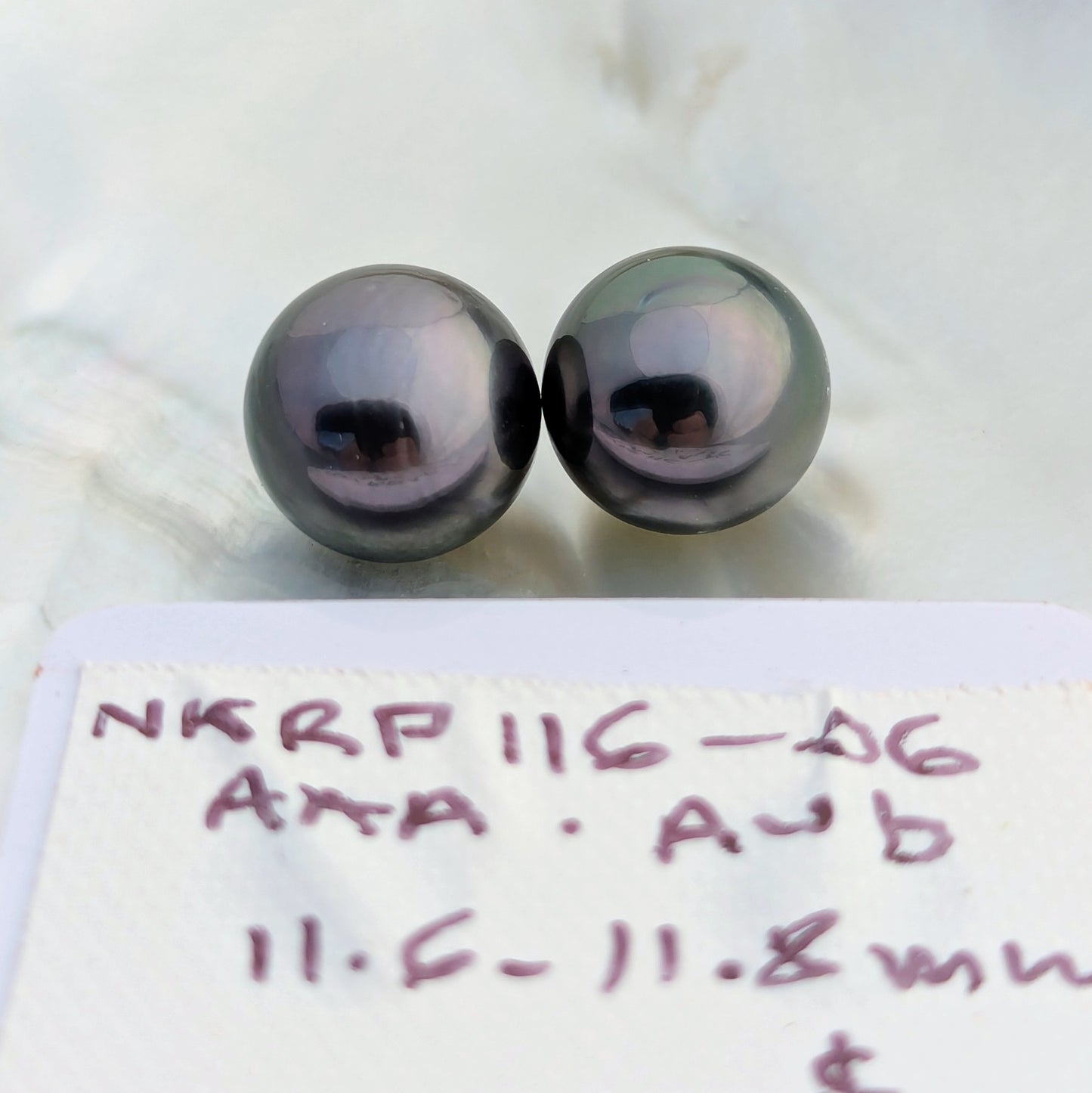 Aubergine Tahitian 11.6-11.8 mm