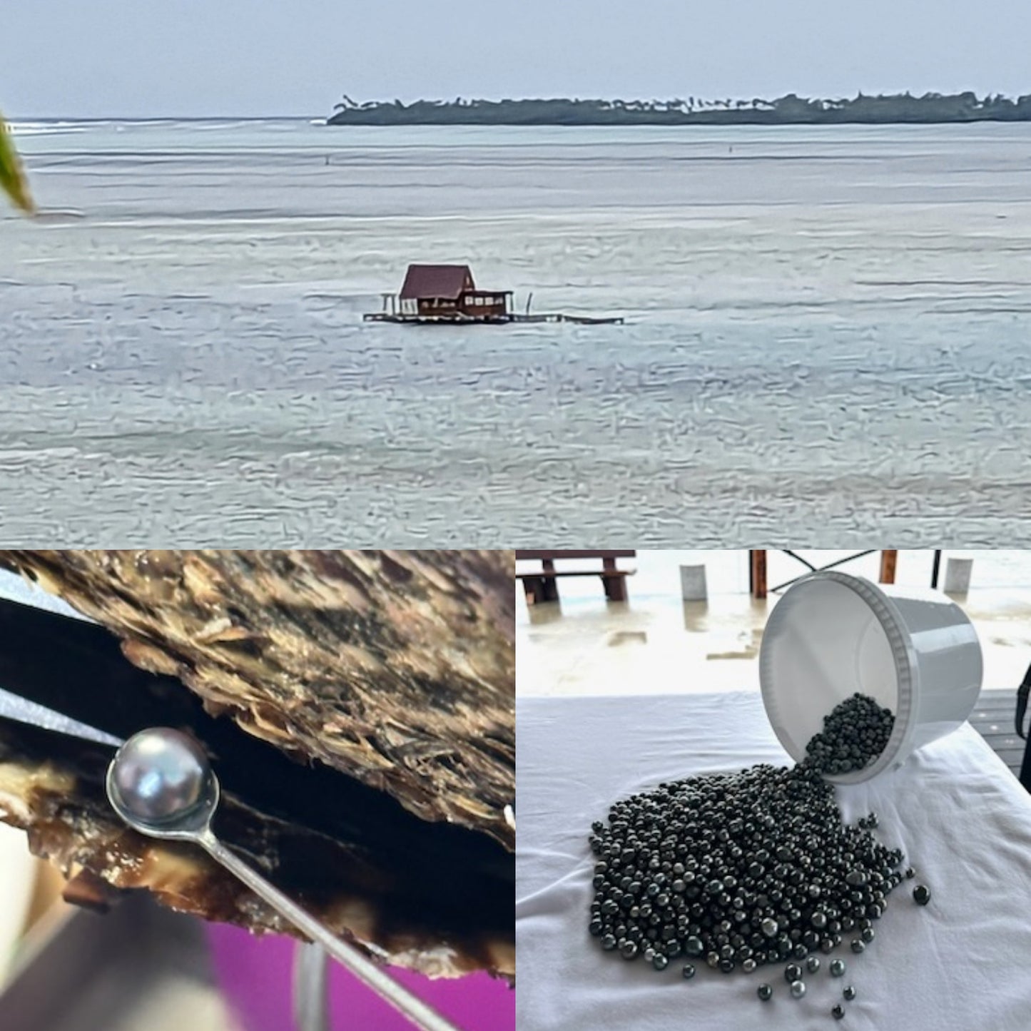 Dive into Pearls - Pearl Hunter Voyage and Discovery- Aug 29- Sept 5,2026.