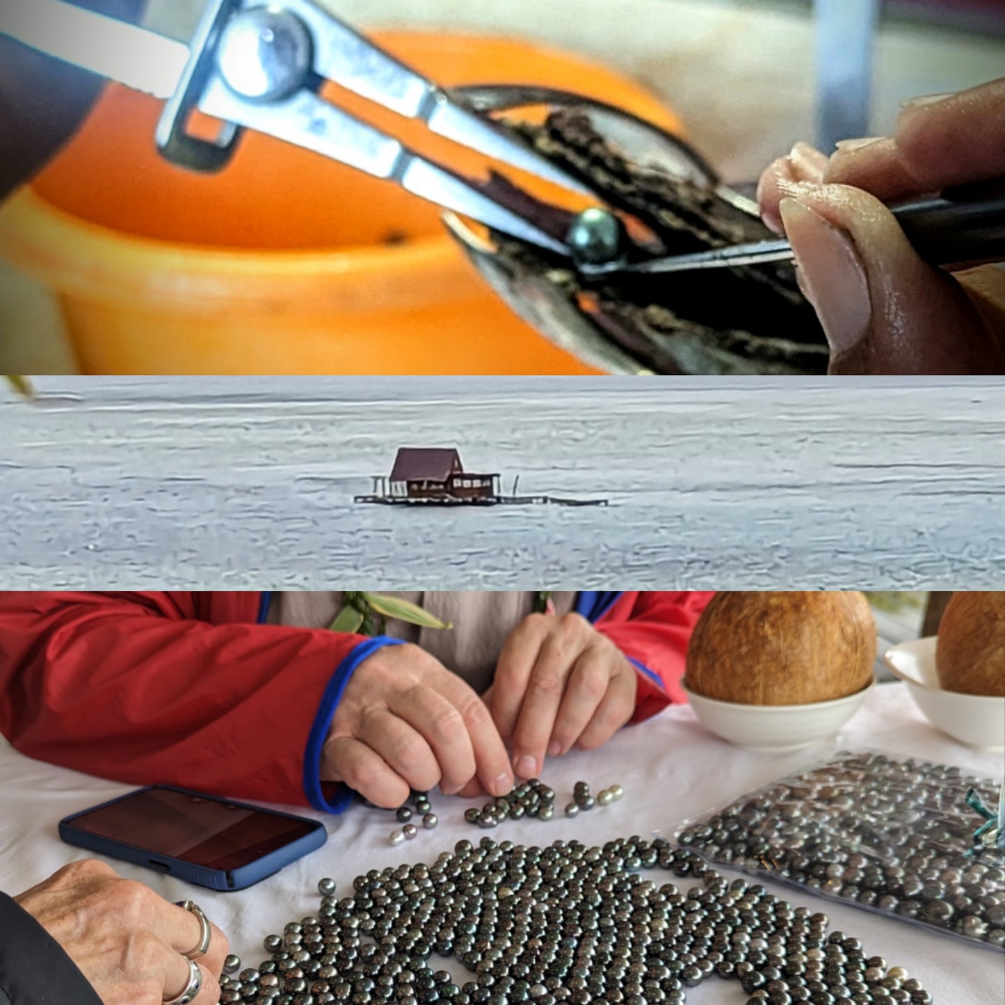 Dive into Pearls - Pearl Hunter Voyage and Discovery- Aug 29- Sept 5,2026.