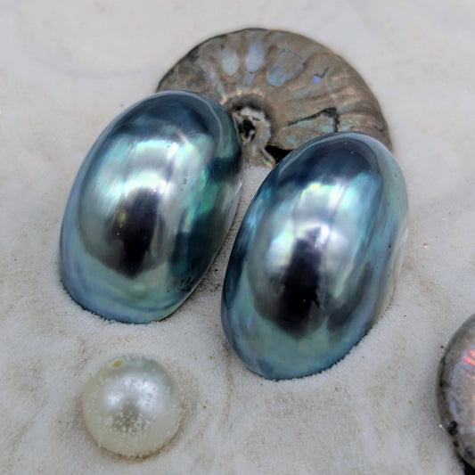 Primo Blue Nautilus Cabochon pair 17 mm