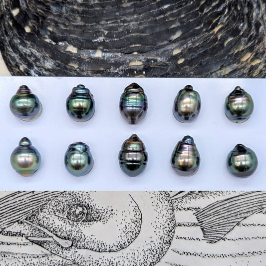 Tahitian Circled Delights pairs 12 mm