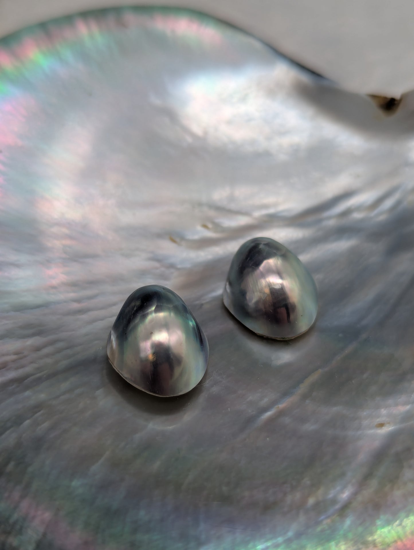 Primo Peacock Blue Nautilus Cabochon pairs 11-12 mm