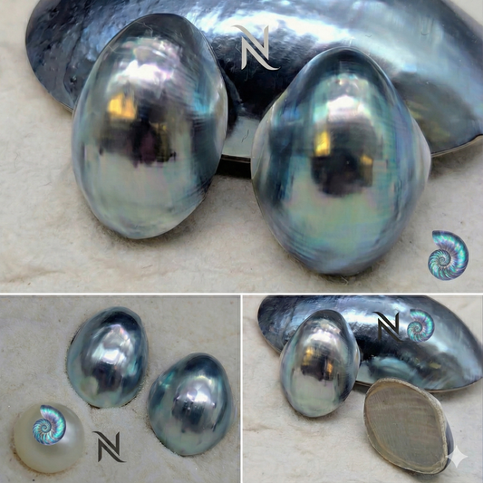 Primo Blue Nautilus Cabochon pairs 11-12 mm