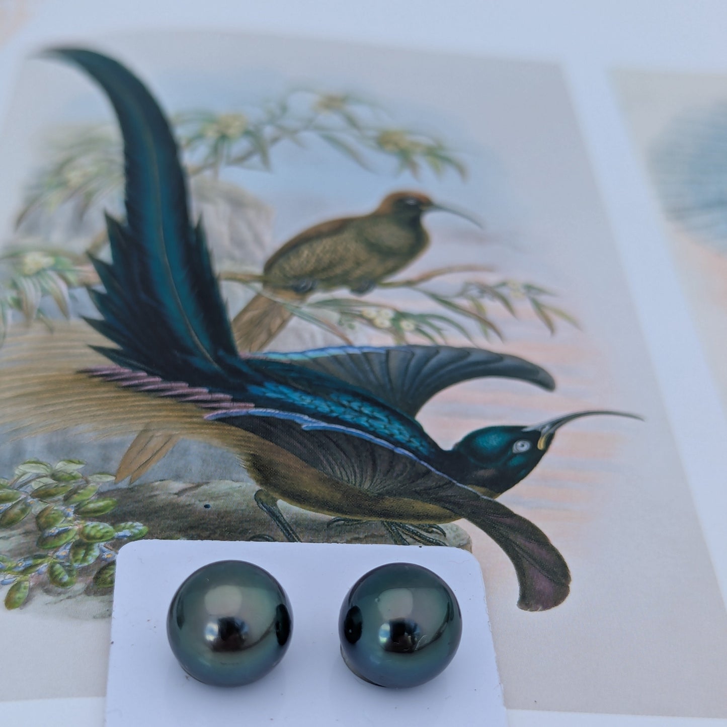 Tahitian Paradise 12.8-12.9 mm