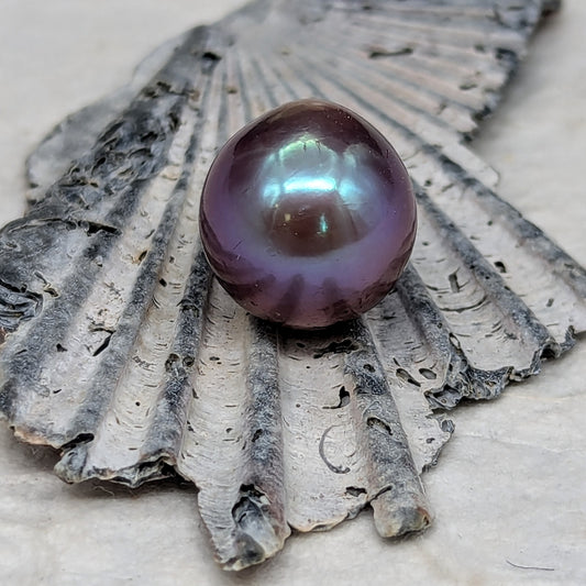 Purple Queen 13.6 mm