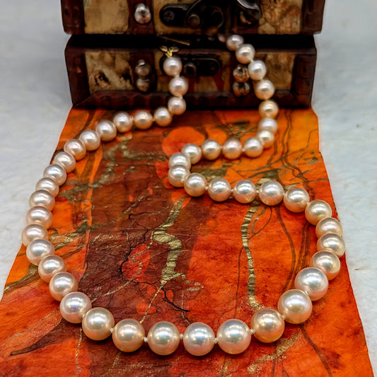 Primo Edison Champagne