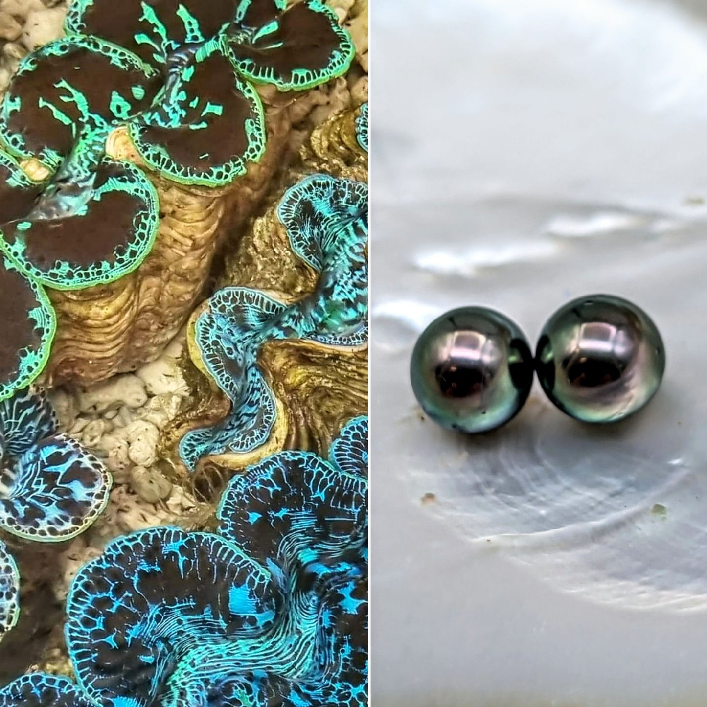 Dive into Pearls - Pearl Hunter Voyage and Discovery- Aug 29- Sept 5,2026.